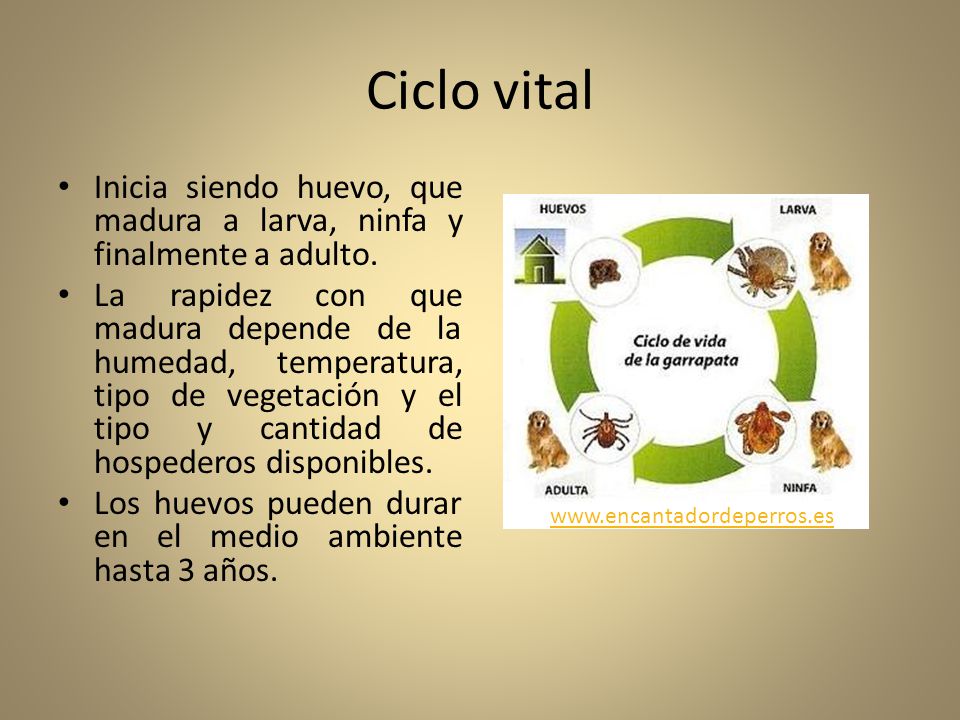Ciclo vital Inicia siendo huevo, que madura a larva, ninfa y finalmente a adulto.