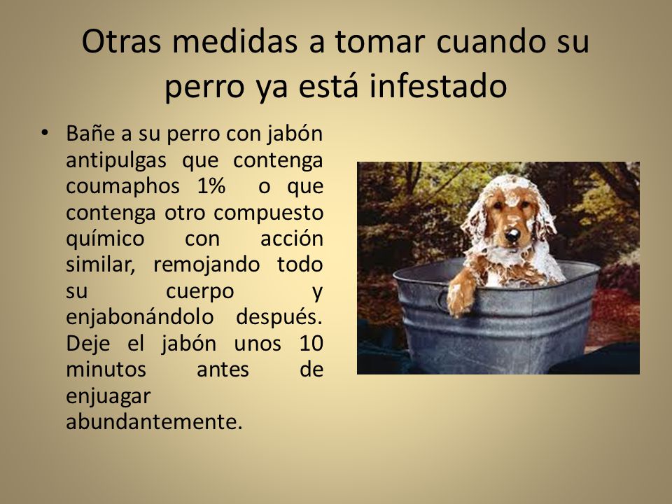 Otras medidas a tomar cuando su perro ya está infestado