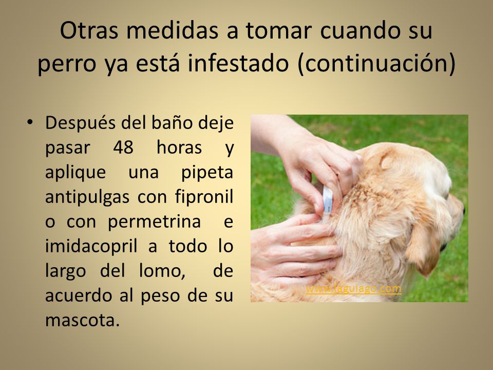 Otras medidas a tomar cuando su perro ya está infestado (continuación)