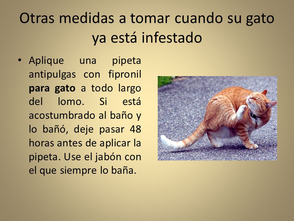 Otras medidas a tomar cuando su gato ya está infestado