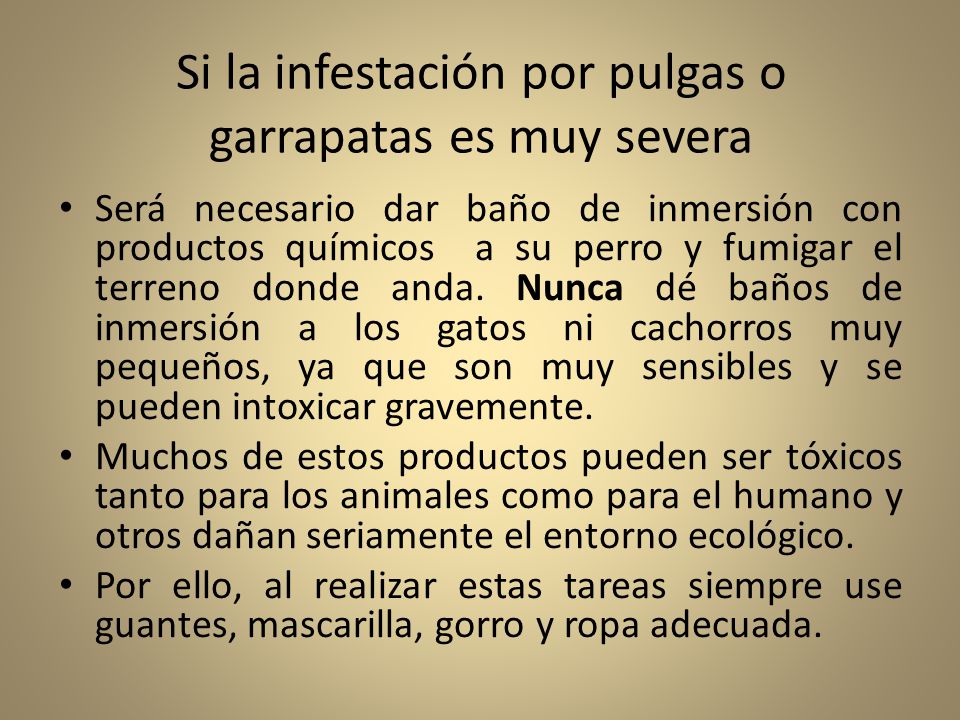 Si la infestación por pulgas o garrapatas es muy severa