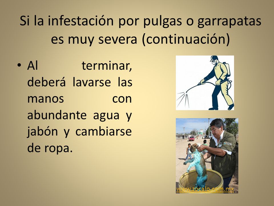 Si la infestación por pulgas o garrapatas es muy severa (continuación)
