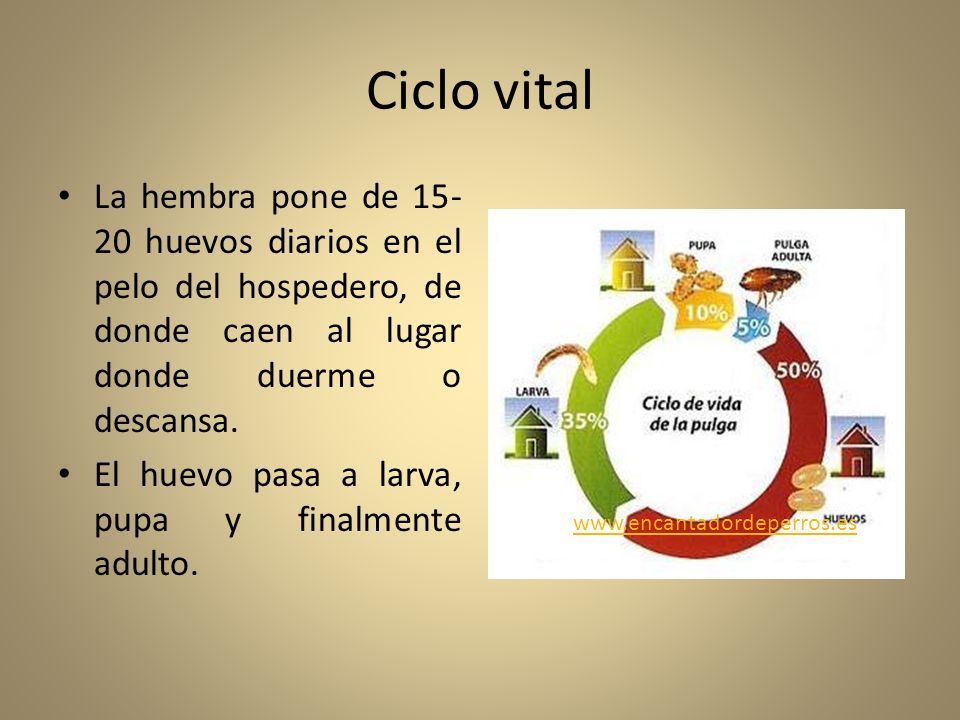 Ciclo vital La hembra pone de huevos diarios en el pelo del hospedero, de donde caen al lugar donde duerme o descansa.