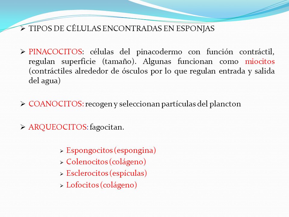 TIPOS DE CÉLULAS ENCONTRADAS EN ESPONJAS
