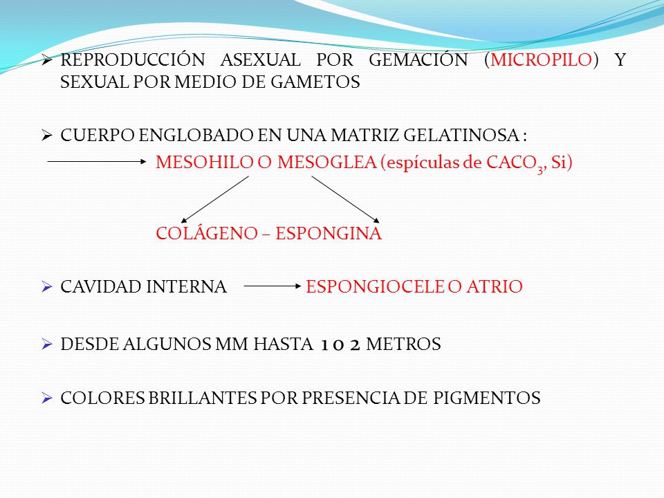 REPRODUCCIÓN ASEXUAL POR GEMACIÓN (MICROPILO) Y SEXUAL POR MEDIO DE GAMETOS