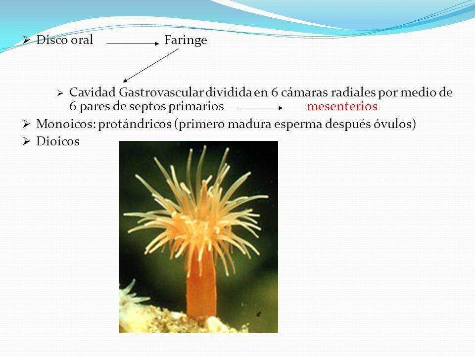Disco oral Faringe Cavidad Gastrovascular dividida en 6 cámaras radiales por medio de 6 pares de septos primarios mesenterios.