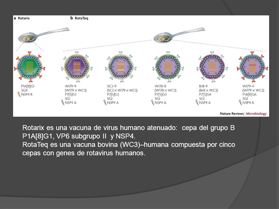 Rotarix es una vacuna de virus humano atenuado: cepa del grupo B P1A[8]G1, VP6 subgrupo II y NSP4.