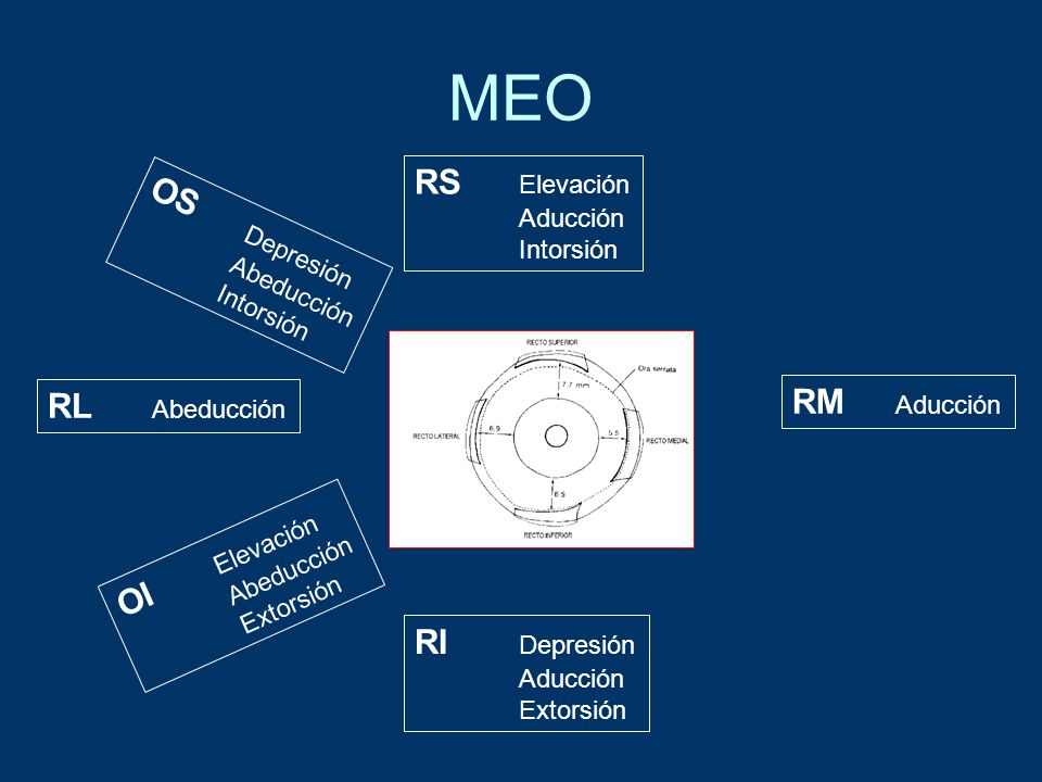 MEO RS Elevación OS Depresión RM Aducción RL Abeducción OI Elevación