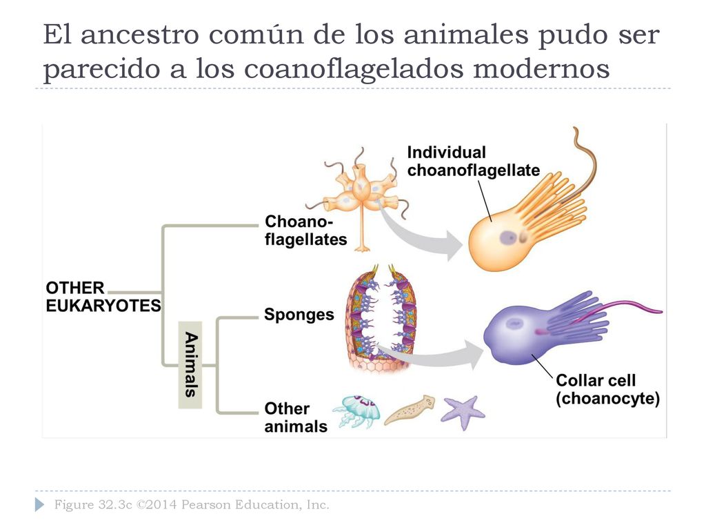 El ancestro común de los animales pudo ser parecido a los coanoflagelados modernos