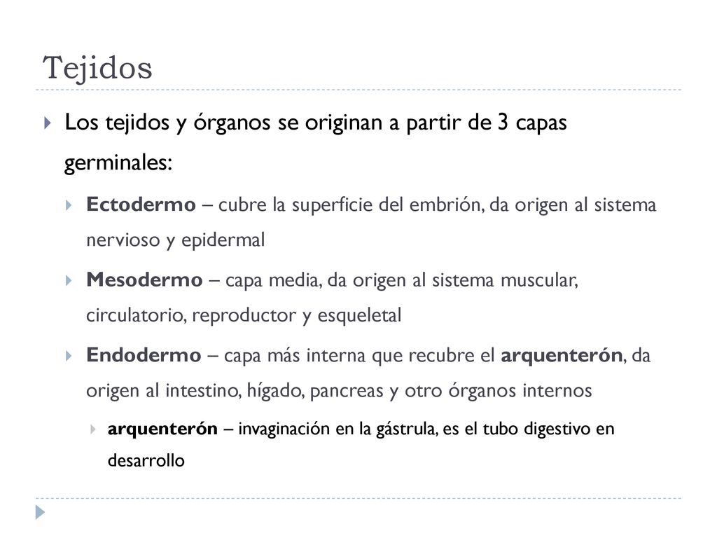 Tejidos Los tejidos y órganos se originan a partir de 3 capas germinales: