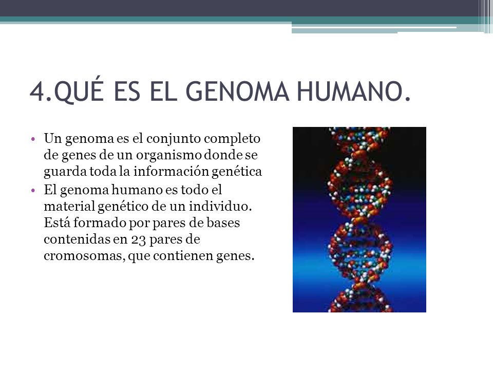 4.QUÉ ES EL GENOMA HUMANO. Un genoma es el conjunto completo de genes de un organismo donde se guarda toda la información genética.