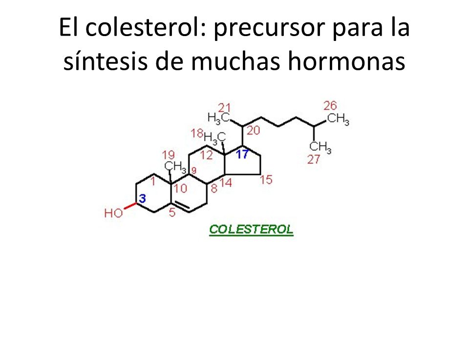 El colesterol: precursor para la síntesis de muchas hormonas
