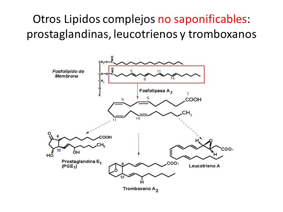 Otros Lipidos complejos no saponificables: prostaglandinas, leucotrienos y tromboxanos