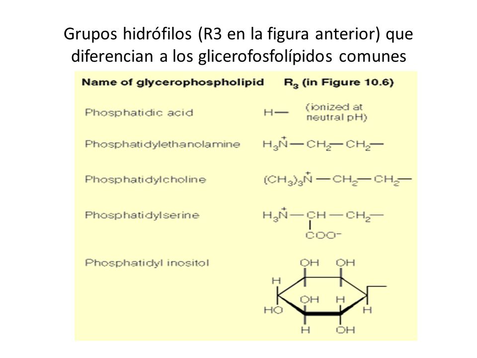 Grupos hidrófilos (R3 en la figura anterior) que diferencian a los glicerofosfolípidos comunes