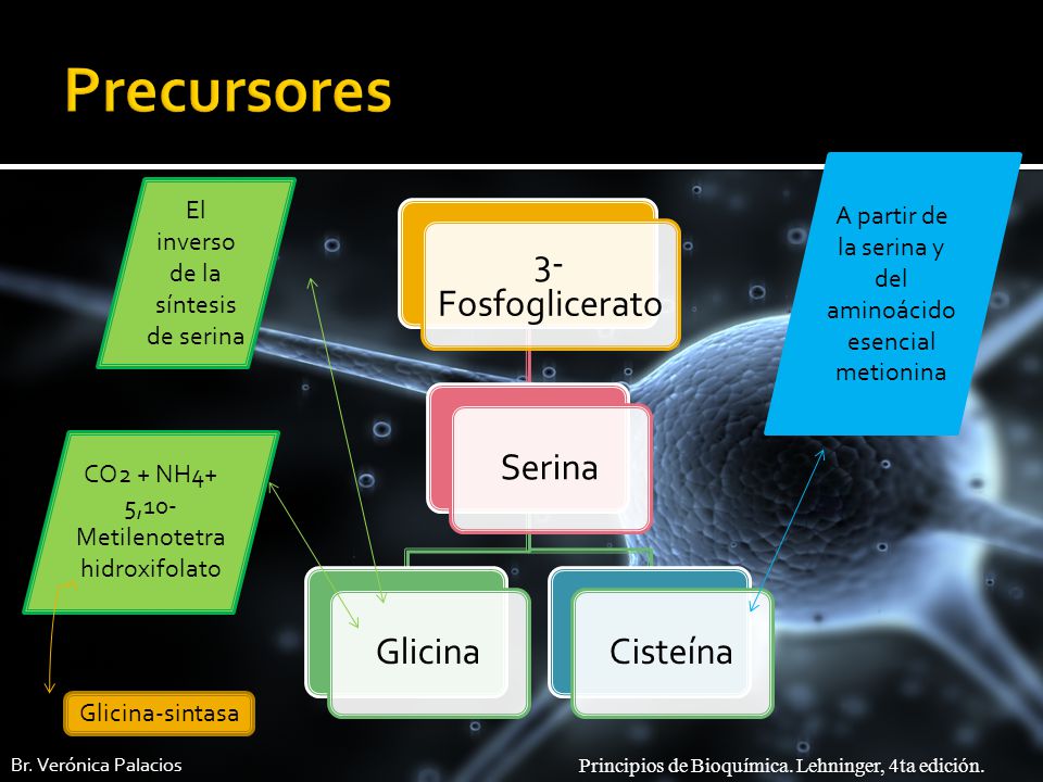 Precursores A partir de la serina y del aminoácido esencial metionina