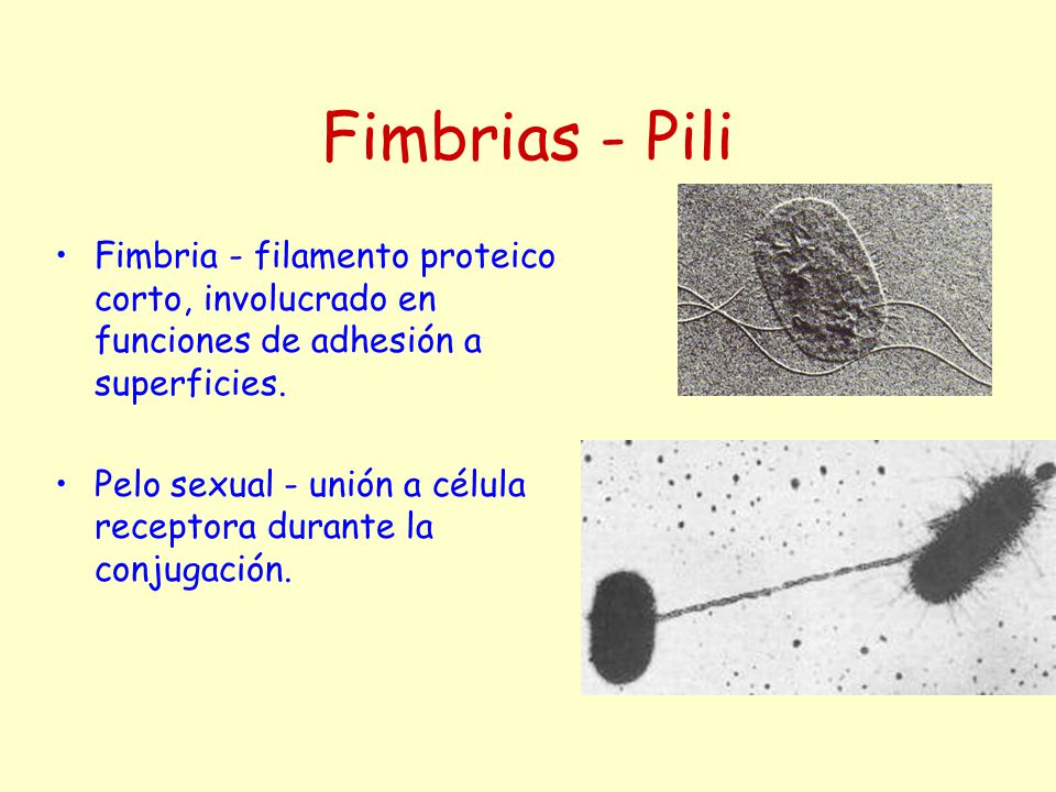 Fimbrias - Pili Fimbria - filamento proteico corto, involucrado en funciones de adhesión a superficies.