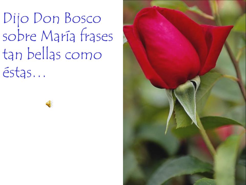 Dijo Don Bosco sobre María frases tan bellas como éstas…
