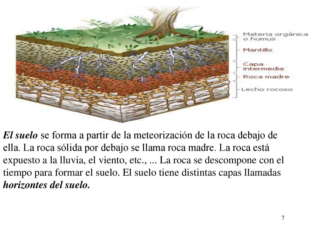 El suelo se forma a partir de la meteorización de la roca debajo de ella.