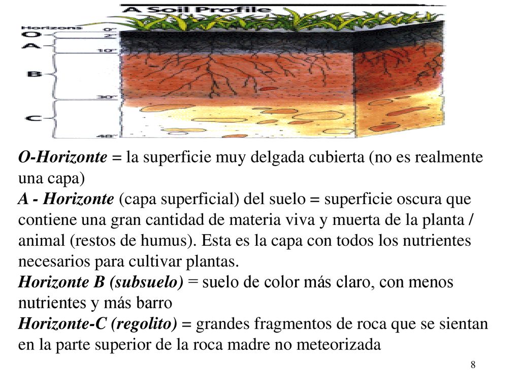O-Horizonte = la superficie muy delgada cubierta (no es realmente una capa) A - Horizonte (capa superficial) del suelo = superficie oscura que contiene una gran cantidad de materia viva y muerta de la planta / animal (restos de humus).