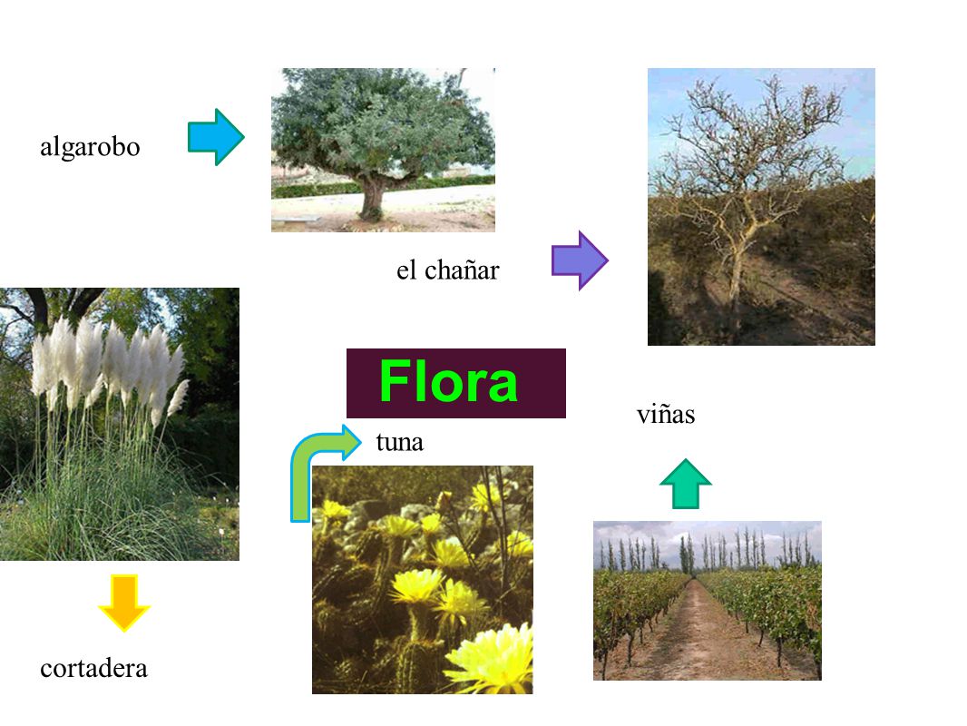 algarobo el chañar Flora viñas tuna cortadera