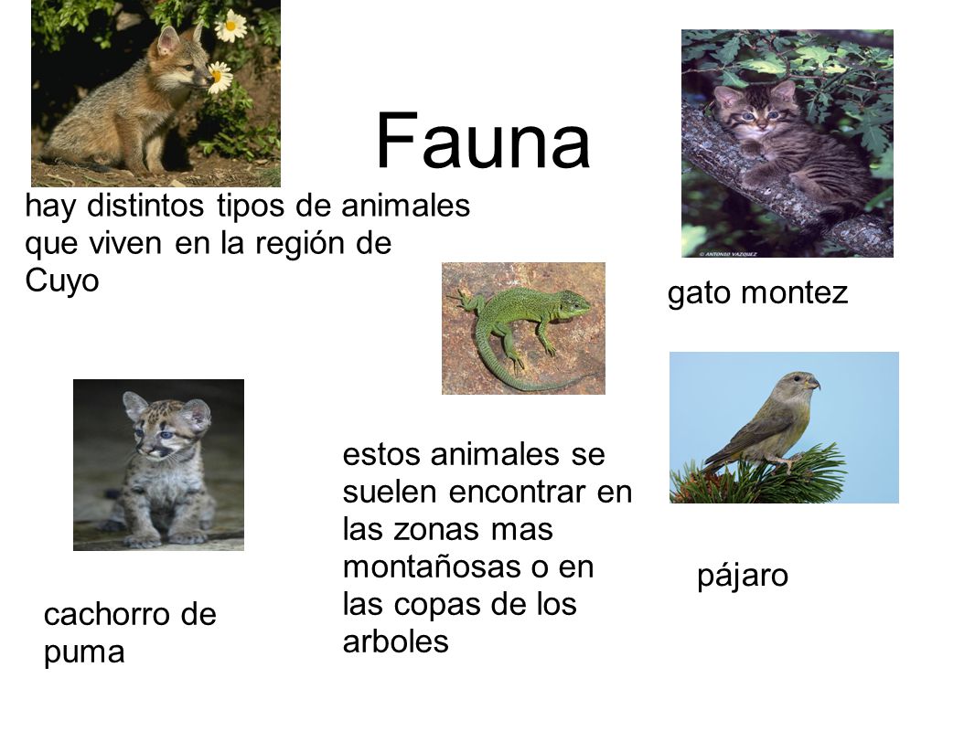 Fauna hay distintos tipos de animales que viven en la región de Cuyo