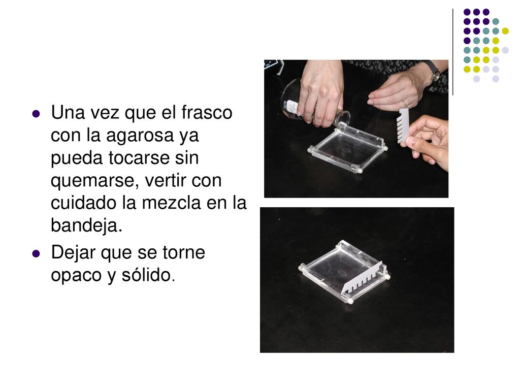 Una vez que el frasco con la agarosa ya pueda tocarse sin quemarse, vertir con cuidado la mezcla en la bandeja.