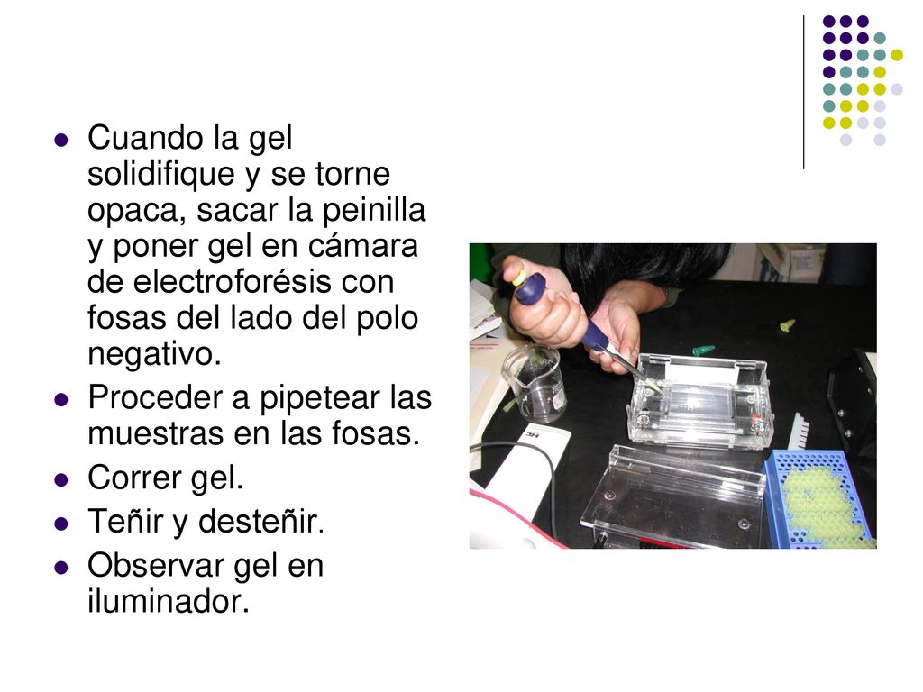 Cuando la gel solidifique y se torne opaca, sacar la peinilla y poner gel en cámara de electroforésis con fosas del lado del polo negativo.