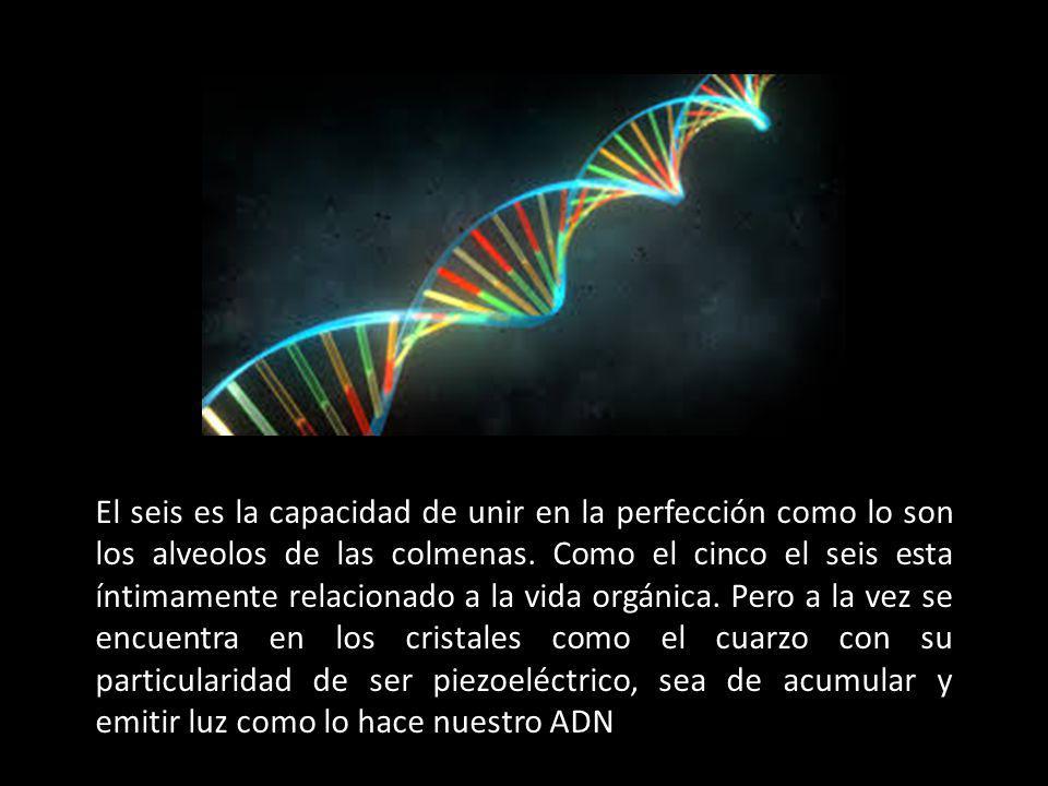 El seis es la capacidad de unir en la perfección como lo son los alveolos de las colmenas.