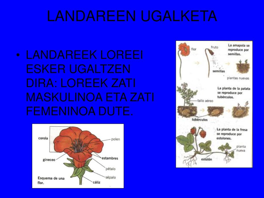 LANDAREEN UGALKETA LANDAREEK LOREEI ESKER UGALTZEN DIRA: LOREEK ZATI MASKULINOA ETA ZATI FEMENINOA DUTE.