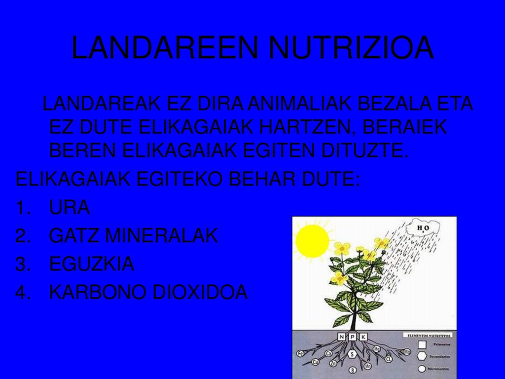 LANDAREEN NUTRIZIOA LANDAREAK EZ DIRA ANIMALIAK BEZALA ETA EZ DUTE ELIKAGAIAK HARTZEN, BERAIEK BEREN ELIKAGAIAK EGITEN DITUZTE.