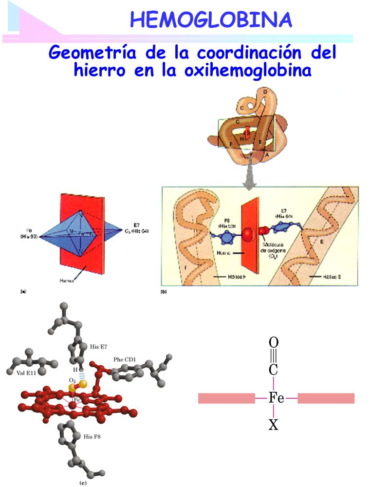 Geometría de la coordinación del hierro en la oxihemoglobina