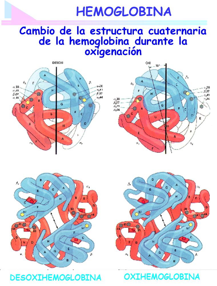 HEMOGLOBINA Cambio de la estructura cuaternaria de la hemoglobina durante la oxigenación. DESOXIHEMOGLOBINA.