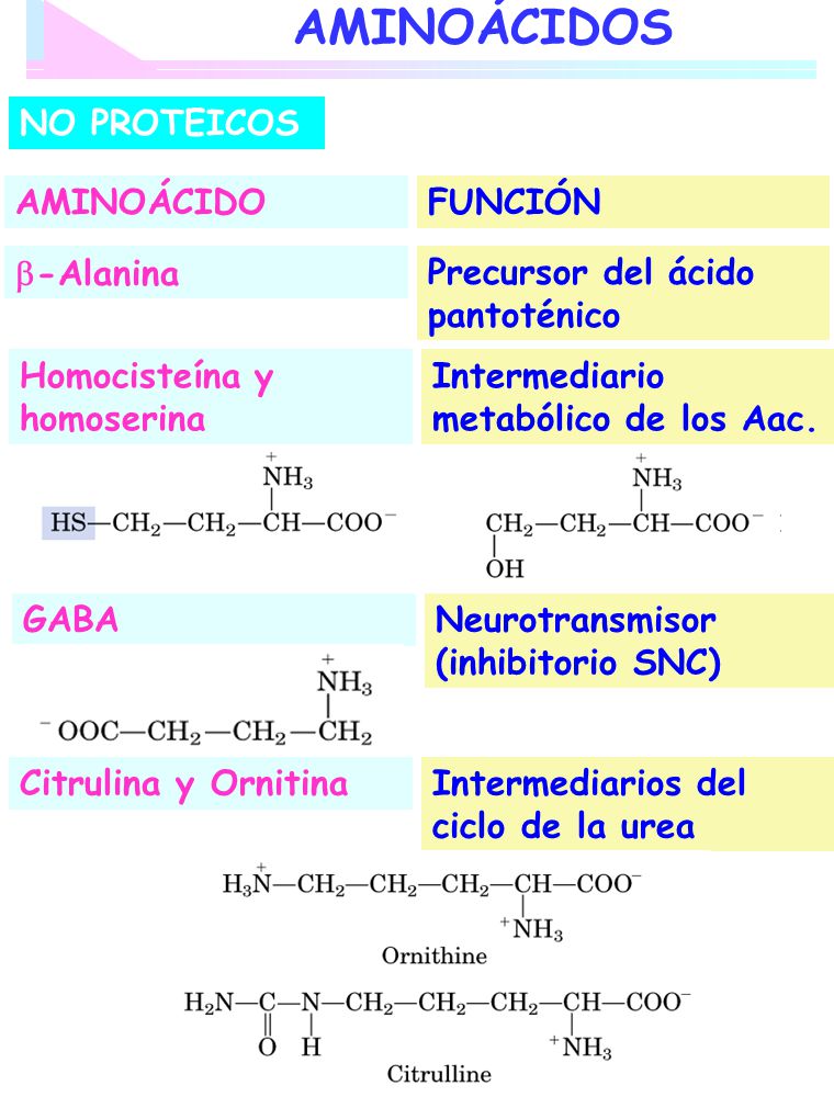 AMINOÁCIDOS NO PROTEICOS AMINOÁCIDO FUNCIÓN -Alanina