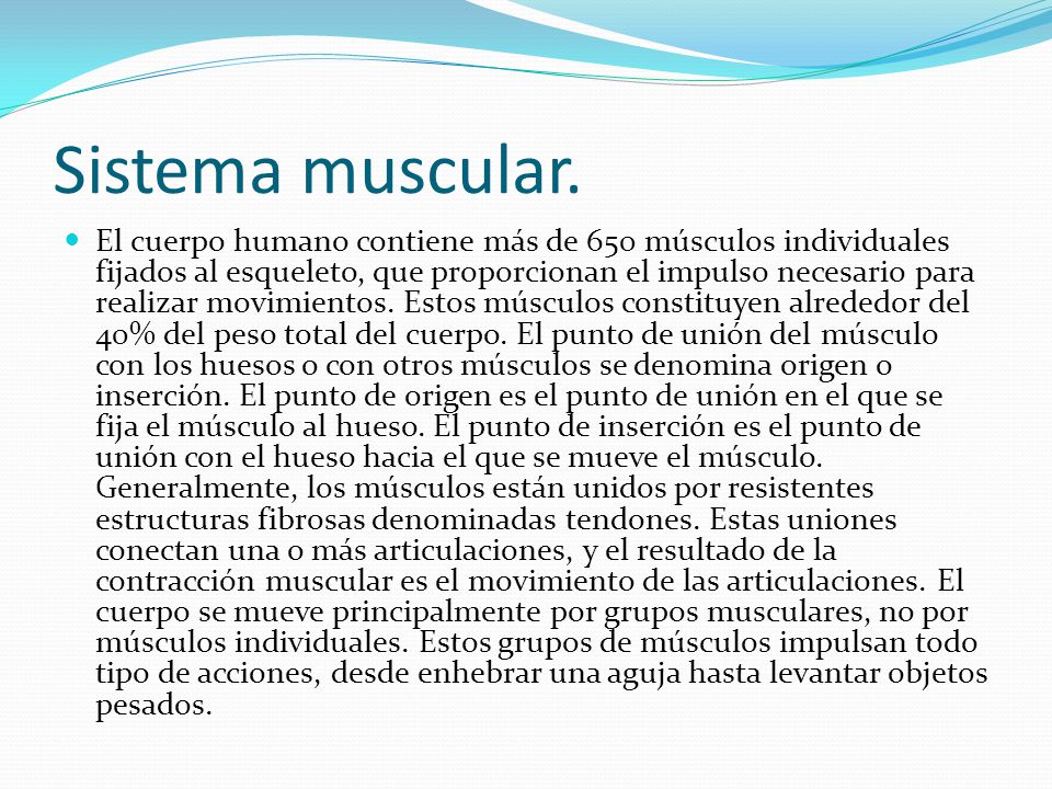 Sistema muscular.
