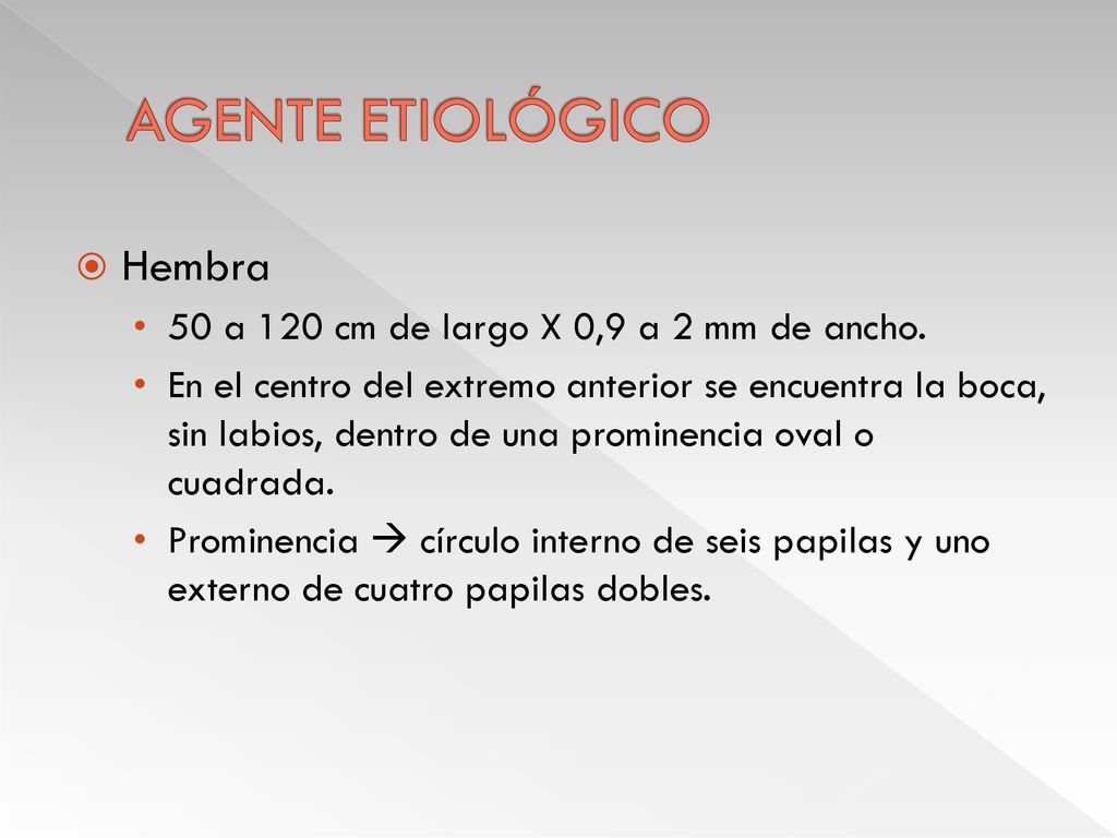 AGENTE ETIOLÓGICO Hembra 50 a 120 cm de largo X 0,9 a 2 mm de ancho.