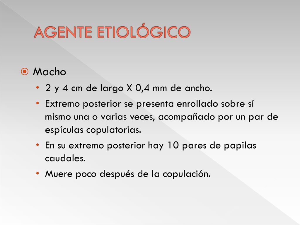 AGENTE ETIOLÓGICO Macho 2 y 4 cm de largo X 0,4 mm de ancho.