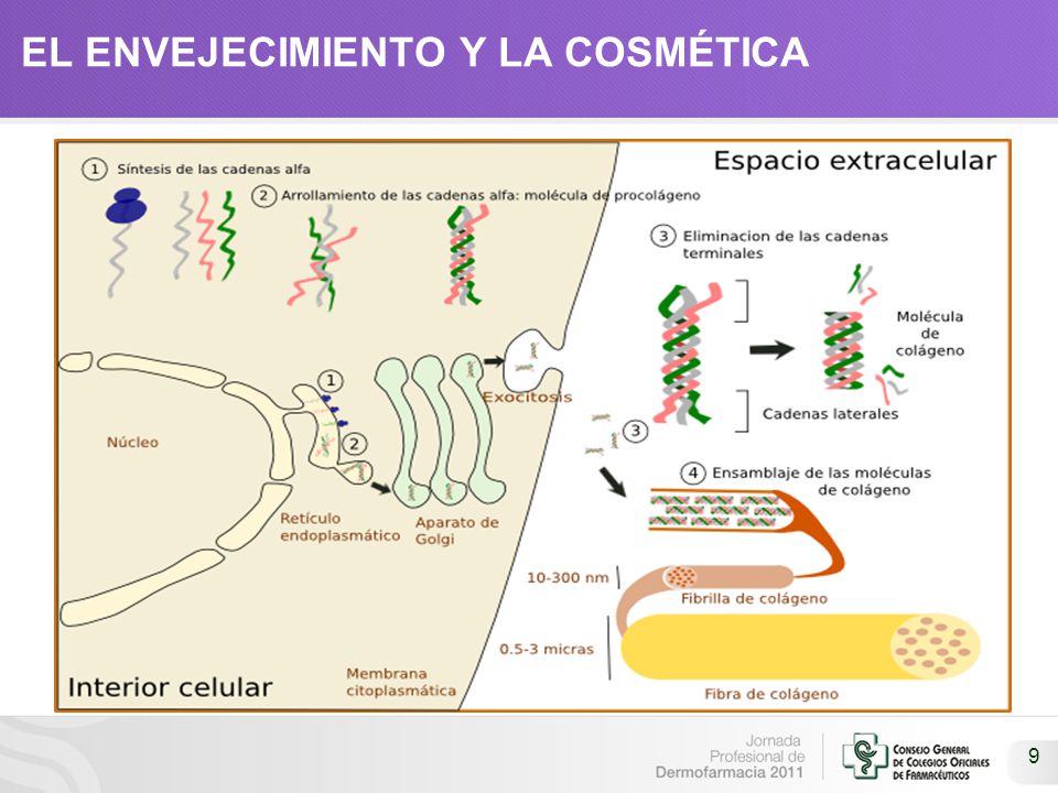 EL ENVEJECIMIENTO Y LA COSMÉTICA