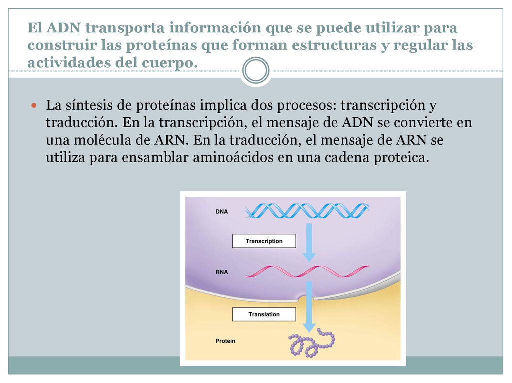 El ADN transporta información que se puede utilizar para construir las proteínas que forman estructuras y regular las actividades del cuerpo.