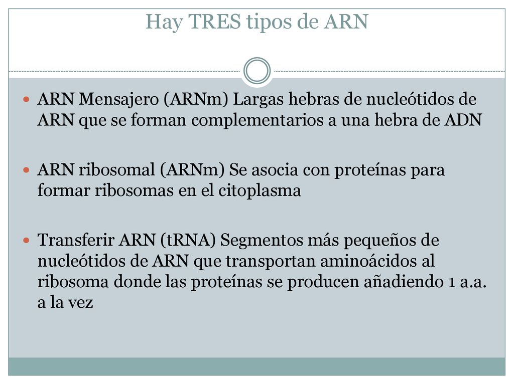 Hay TRES tipos de ARN ARN Mensajero (ARNm) Largas hebras de nucleótidos de ARN que se forman complementarios a una hebra de ADN.