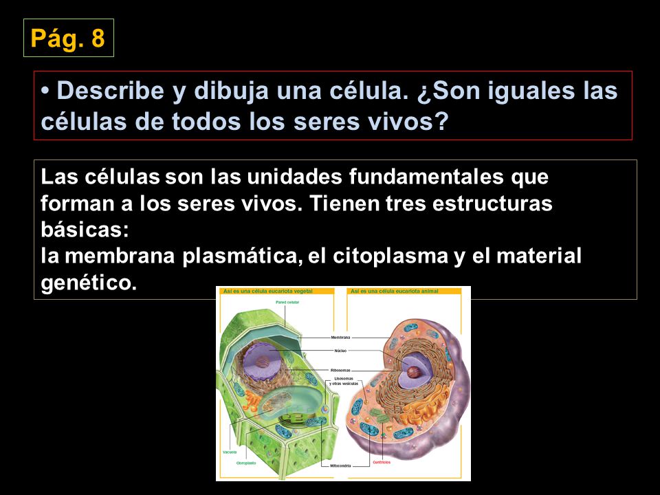 Pág. 8 • Describe y dibuja una célula. ¿Son iguales las células de todos los seres vivos