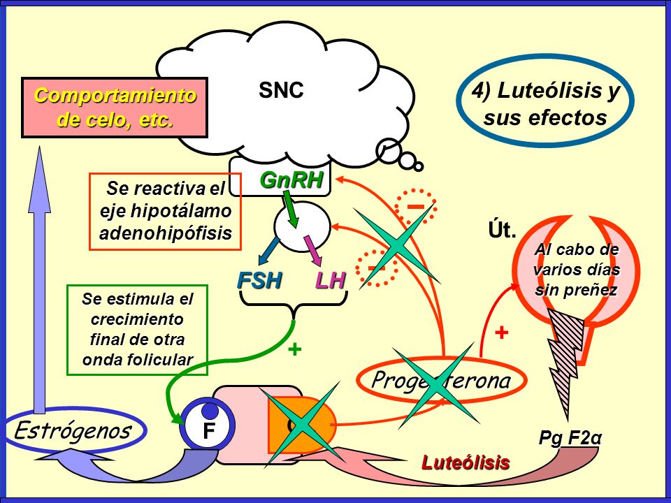 + + SNC 4) Luteólisis y sus efectos FSH LH GnRH Út. F CL Progesterona