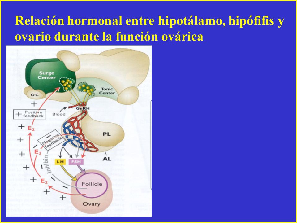 Relación hormonal entre hipotálamo, hipófifis y ovario durante la función ovárica