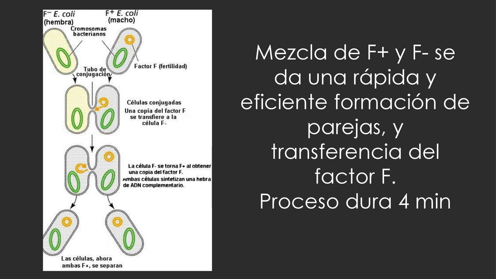 Mezcla de F+ y F- se da una rápida y eficiente formación de parejas, y transferencia del factor F.
