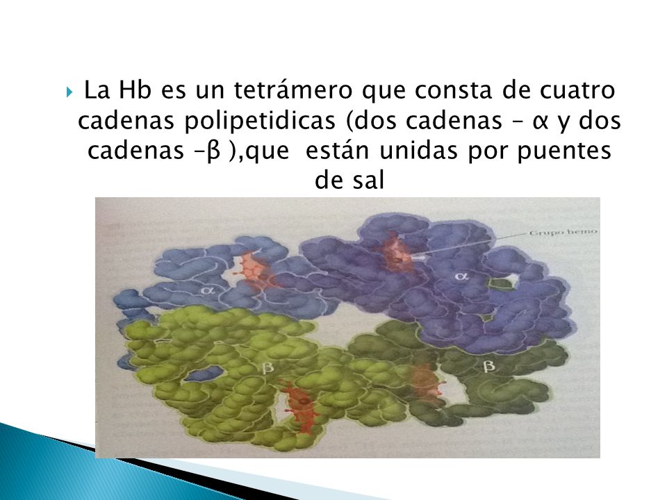 La Hb es un tetrámero que consta de cuatro cadenas polipetidicas (dos cadenas – α y dos cadenas –β ),que están unidas por puentes de sal