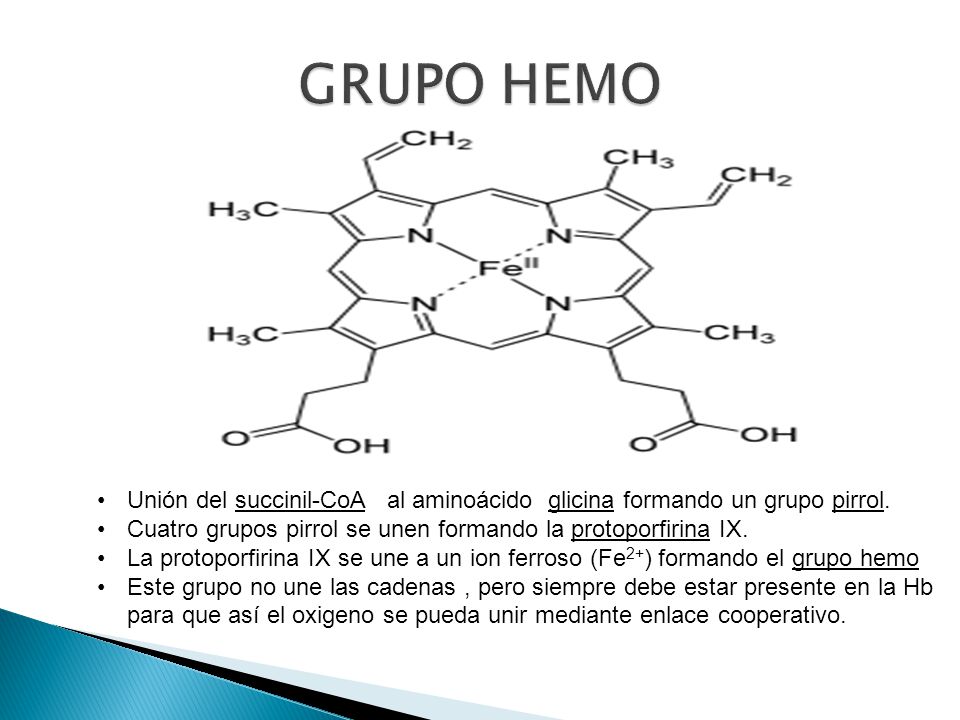 GRUPO HEMO Unión del succinil-CoA al aminoácido glicina formando un grupo pirrol. Cuatro grupos pirrol se unen formando la protoporfirina IX.