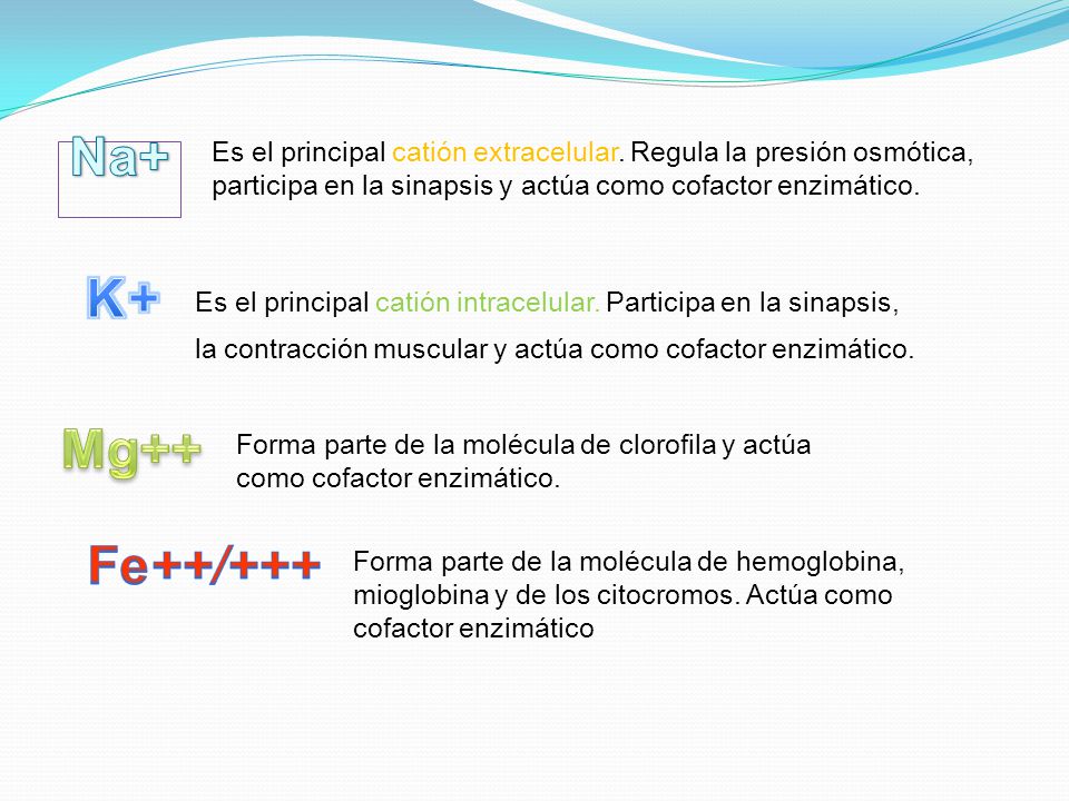 Na+ Es el principal catión extracelular. Regula la presión osmótica, participa en la sinapsis y actúa como cofactor enzimático.