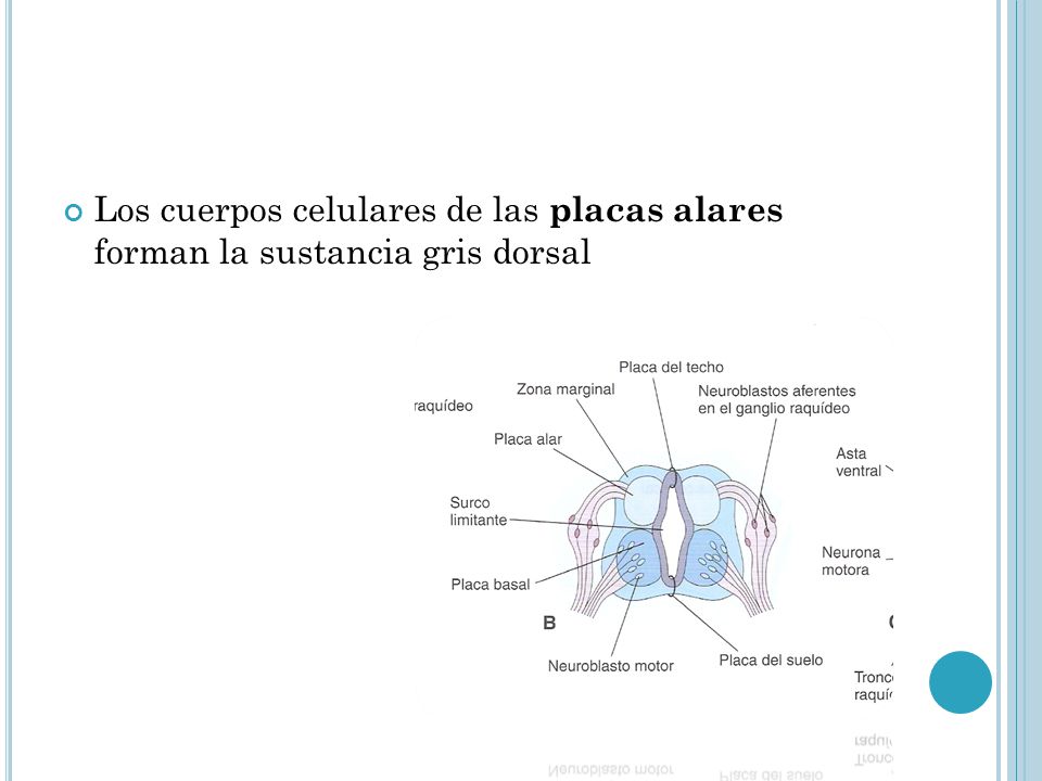Los cuerpos celulares de las placas alares forman la sustancia gris dorsal