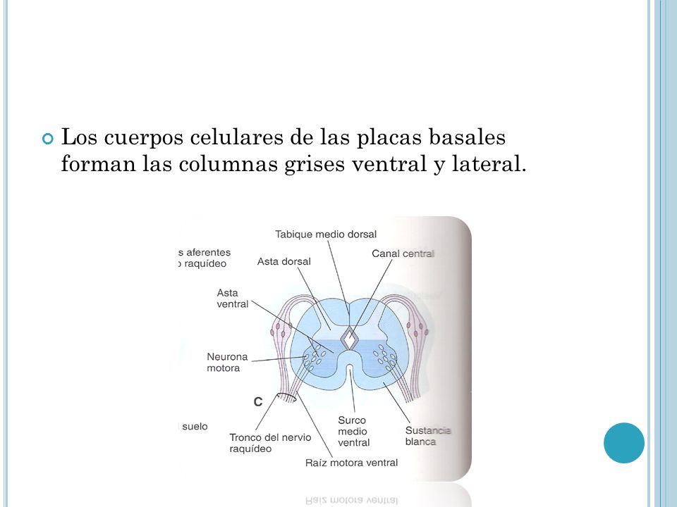 Los cuerpos celulares de las placas basales forman las columnas grises ventral y lateral.