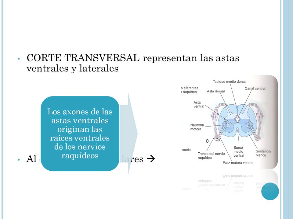 CORTE TRANSVERSAL representan las astas ventrales y laterales