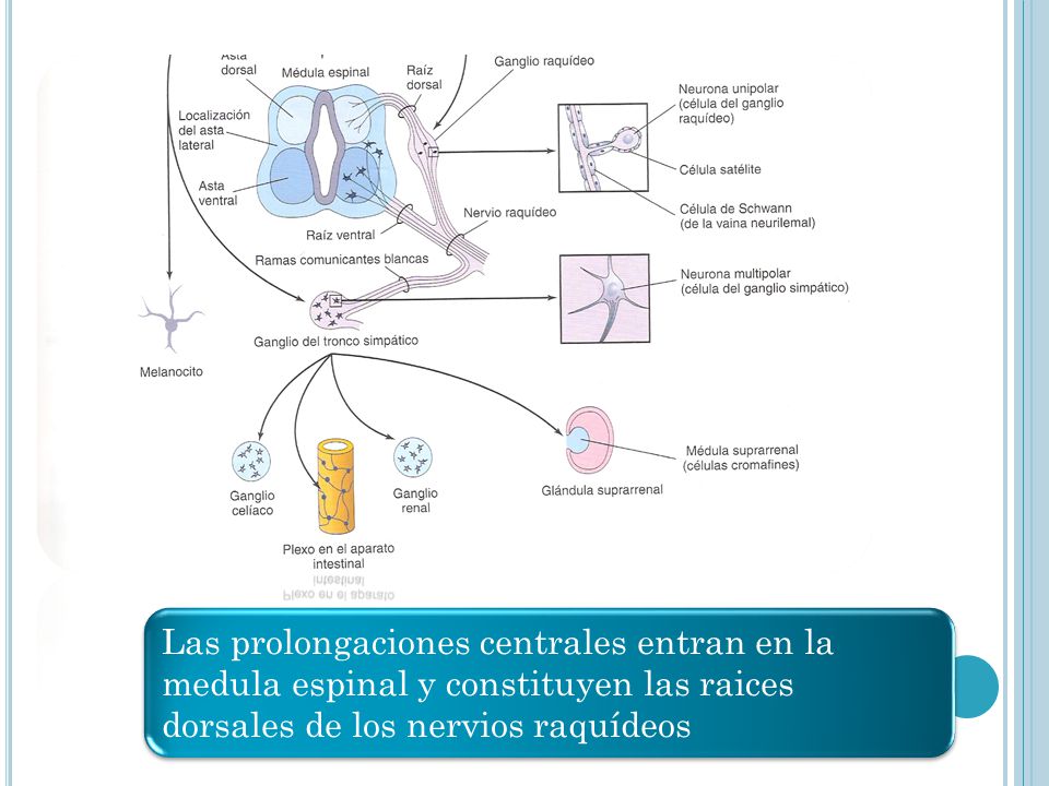 Las prolongaciones centrales entran en la medula espinal y constituyen las raices dorsales de los nervios raquídeos